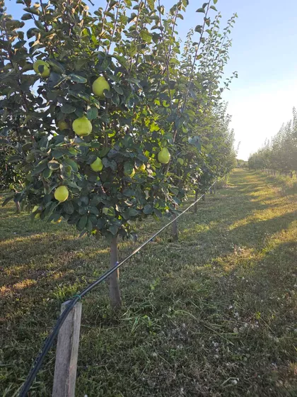 Svetozara Markovića | 4zida.rs