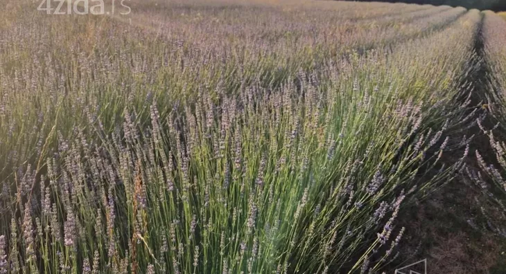 Poljoprivredno zemljište | 4zida