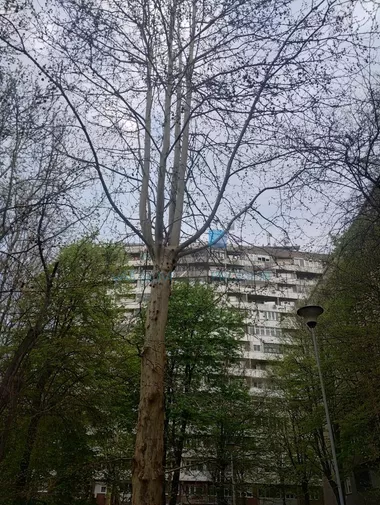 Vojvode Stepe