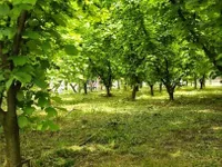 Melenci, Okolne lokacije, Zrenjanin | 4zida.rs