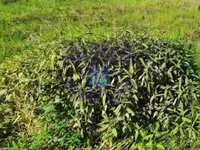 Bocke, Sremska Kamenica, Gradske lokacije, Novi Sad | 4zida.rs