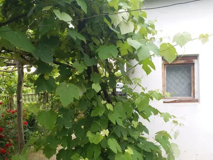 Kozaračka | 4zida.rs