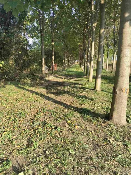 Nemačko polje | 4zida.rs