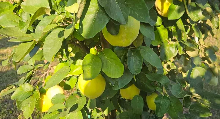 Poljoprivredno zemljište | 4zida