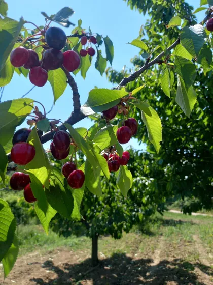 Pasuljište | 4zida.rs