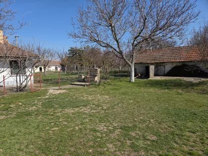 Muškatla | 4zida.rs