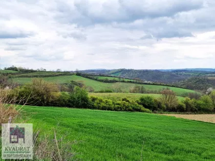 Pambukovica | 4zida.rs