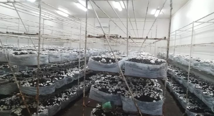 Poljoprivredno zemljište | 4zida