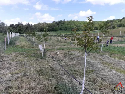 Čortanovci | 4zida.rs