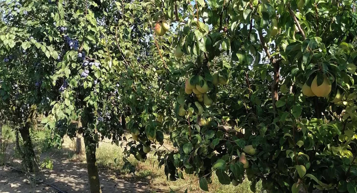 Poljoprivredno zemljište | 4zida
