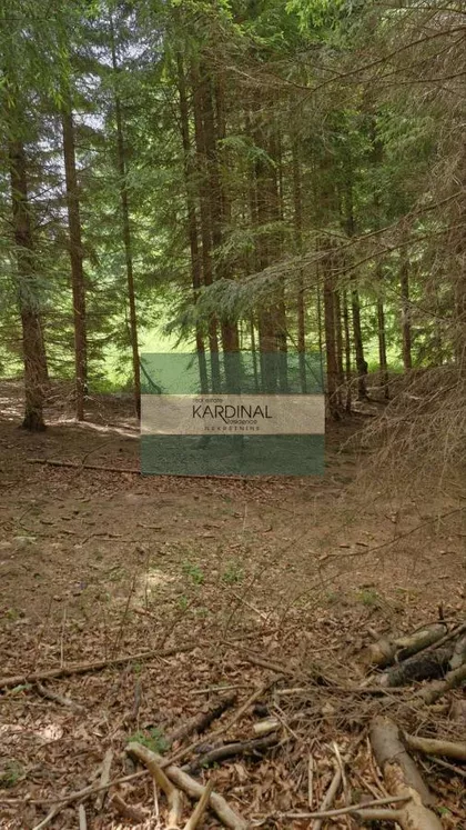 Mokra Gora | 4zida.rs