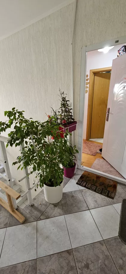 Koste Bogdanovića | 4zida.rs