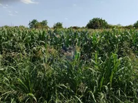 Mišeluk, Petrovaradin, Gradske lokacije, Novi Sad | 4zida.rs