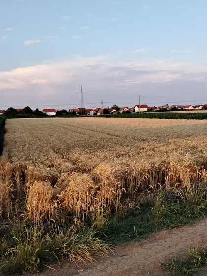 Stevana Dečanskog | 4zida.rs