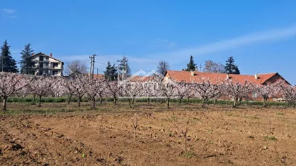 Brestovnik | 4zida.rs