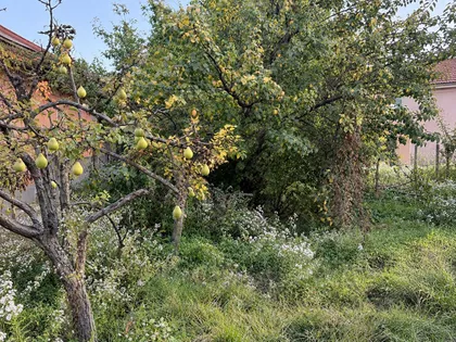 Borča | 4zida.rs