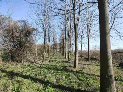 Nemačko polje | 4zida.rs