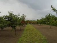 Makova Sedmica, Gradske lokacije, Subotica | 4zida.rs