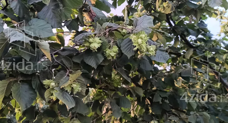 Poljoprivredno zemljište | 4zida