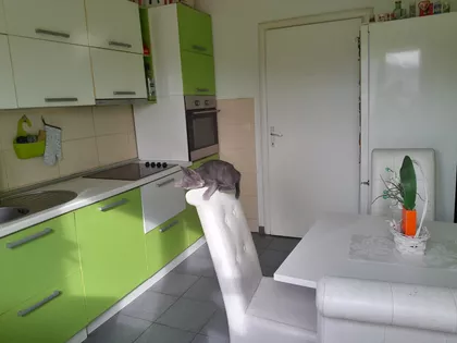 Pjera Križanića | 4zida.rs