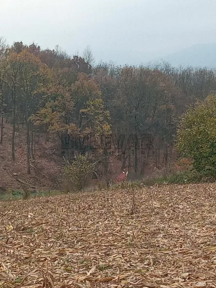 Grošnička | 4zida.rs