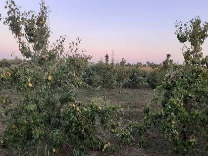 Starčevo | 4zida.rs