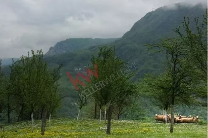 Planina Tara | 4zida.rs