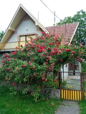 Opština Sečanj, Šurjan | 4zida.rs