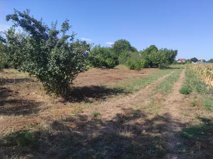 Kozaračka | 4zida.rs