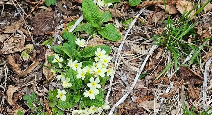 Poljoprivredno zemljište | 4zida