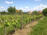 Ovsište , Okolne lokacije, Topola | 4zida.rs