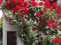 Pantelej, Gradske lokacije, Niš | 4zida.rs