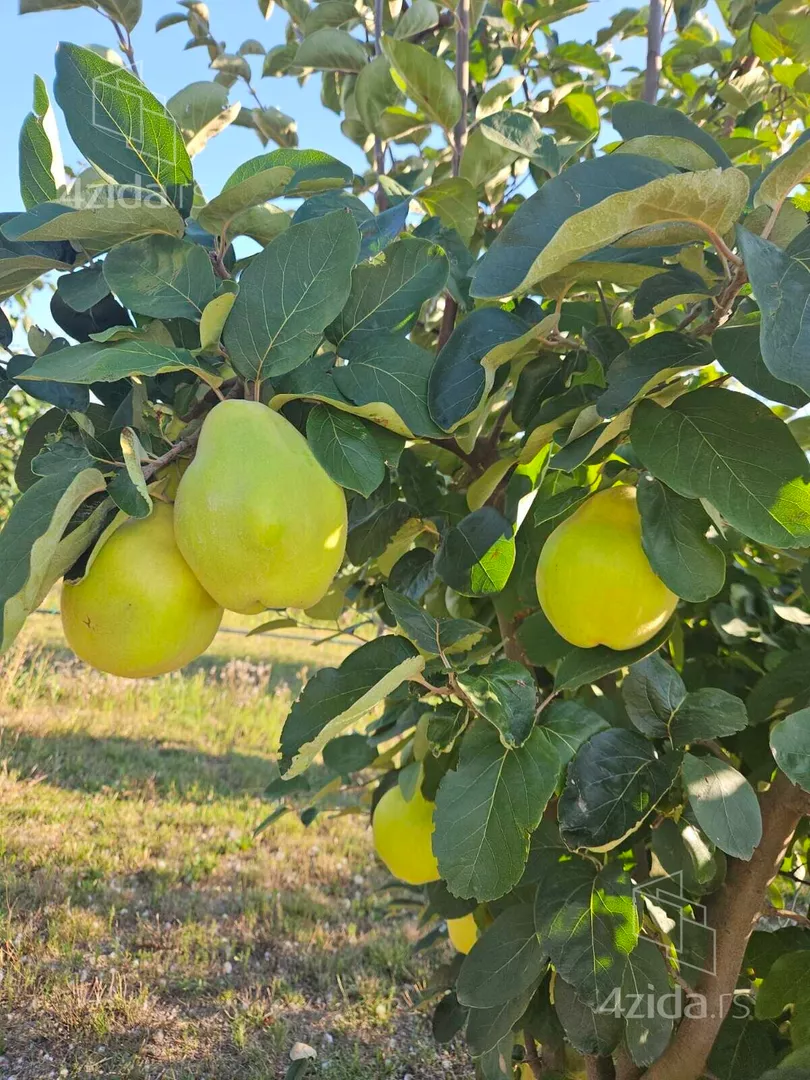 Poljoprivredno zemljište | 4zida