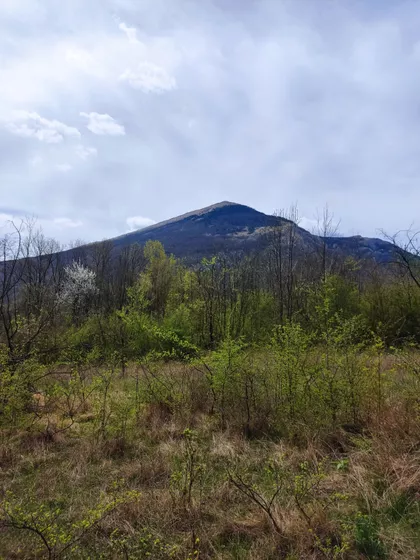 Mirovska | 4zida.rs