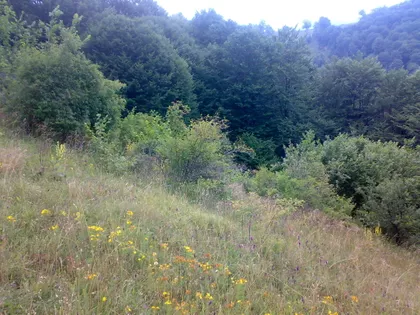 Treska | 4zida.rs