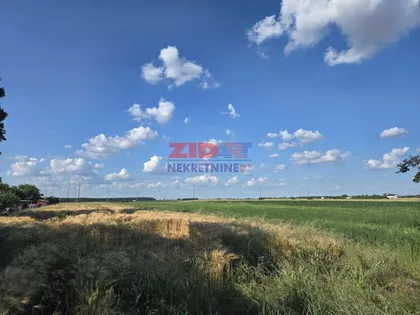 Žarkih Suncokreta | 4zida.rs