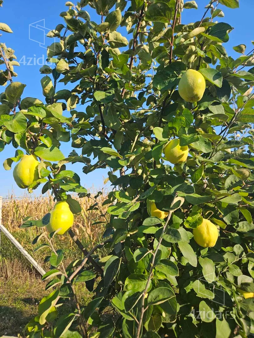 Poljoprivredno zemljište | 4zida