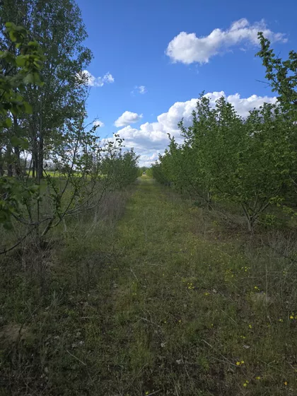 Muškatla | 4zida.rs