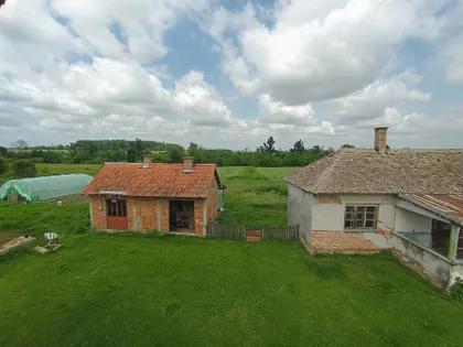 Pambukovica | 4zida.rs