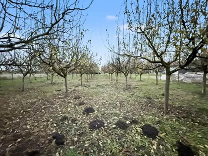 Misa Vinogradi | 4zida.rs