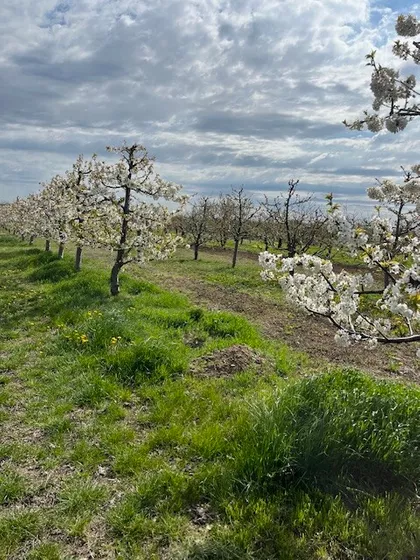 Krušedol Prnjavor | 4zida.rs