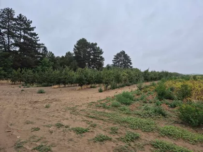 Bački Vinogradi | 4zida.rs