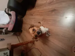 Saša Fadi avatar