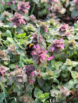 Budimka Stojanov avatar