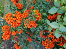 vlasnik stana avatar