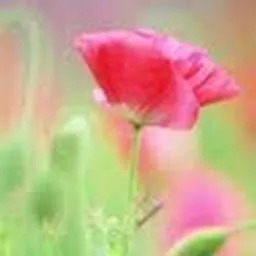 Katarina Katja avatar