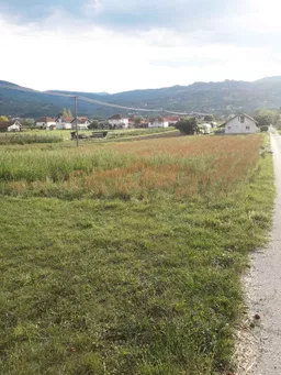 Mira Gluscevic avatar