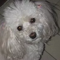 Olga Cankovic avatar