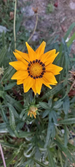 Suzana Dusanovic avatar