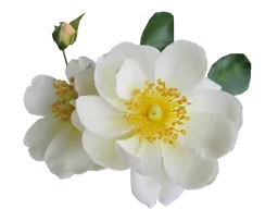 Драгана avatar